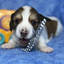 Gucci - Red male Dachshund puppy in Waseca, Minnesota from Dragonfly Doxies