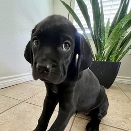 Cane Corso Puppies from Raising Kane Corso’s