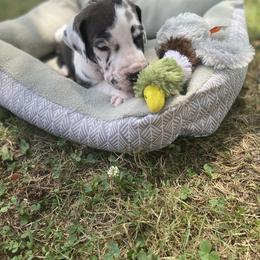 Great Dane Puppies from Sand Mountain Danes LLC