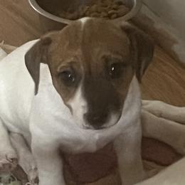 Tan and white girl - Tan and white female Jack Russell Terrier puppy in Williston, Florida from CP FARMS BORDER COLLIES N JACKS CORP