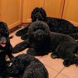 Portuguese Water Dogs from Danca PWDs