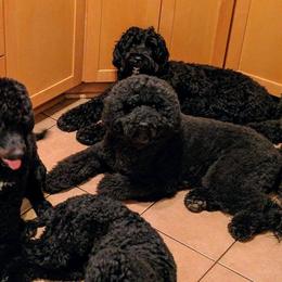 Portuguese Water Dogs from Danca PWDs