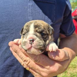 PINK - Red brindle female Bulldog puppy in Walhalla, South Carolina from Lowery's English Bulldogs