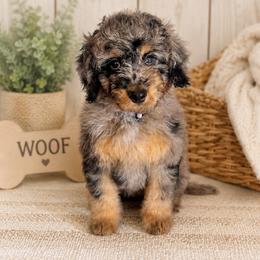 Belle - Merle female Bernedoodle puppy in Flagstaff, Arizona from Gunstock Doodles