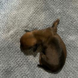 B3 - Chocolate and cream male Dachshund puppy in Harpers Ferry, West Virginia from Brandie Kelley