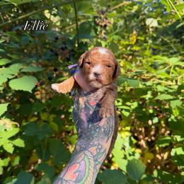 Ellie - Red  female Goldendoodle puppy in Roseburg, Oregon from Dbos Furry Friends