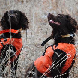 Boykin Spaniels from Brambleberry Boykin Spaniels