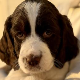 Fuchsia Collar - Liver and white female English Springer Spaniel puppy in Tea, South Dakota from Mindy's English Springer Spaniels