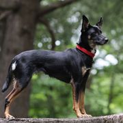 Nadja - Xoloitzcuintli