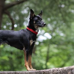 Nadja - Xoloitzcuintli