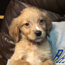 Anatolian Shepherd Dogs and Golden Retrievers from Golden Branches Retrievers