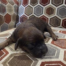 Brownie - Sable male Cavapoo puppy in Jarrell, Texas from Grapeshot Poodles & Doodles