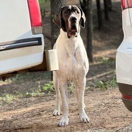 Great Danes from Mable Danes