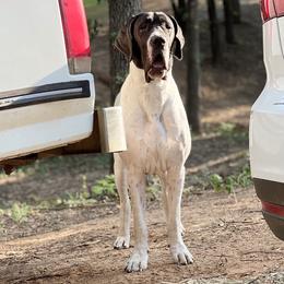 Great Danes from Mable Danes