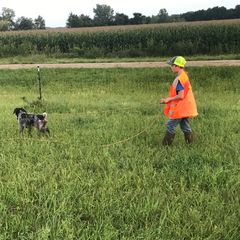 German Wirehaired Pointer Puppies from Anvil Wires