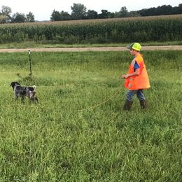 German Wirehaired Pointer Puppies from Anvil Wires