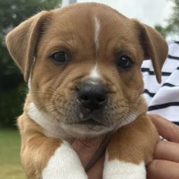 Staffordshire Bull Terrier Puppies from Tier 1 Staffordshire Bull Terriers