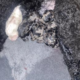 Mocha - Blue merle female Sheepadoodle puppy in Columbia, Tennessee from Primrose Cottage Puppies