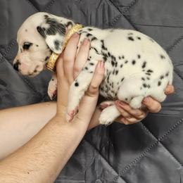 Boy 5 - White and black male Dalmatian puppy in New Straitsville, Ohio from Woofter Dalmatians