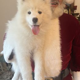 Samoyed Puppies from Better’s Samoyeds