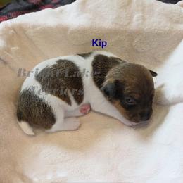 Kip - White and sable male Teddy Roosevelt Terrier puppy in Milaca, Minnesota from Bright Lake Terriers