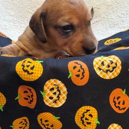 Clifford - Red male Dachshund puppy in San Rafael, California from Alexandra's Mini Doxies
