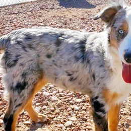 Australian Shepherds and Toy Australian Shepherds from DD's Kennel