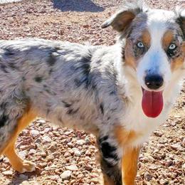 Australian Shepherds and Toy Australian Shepherds from DD's Kennel