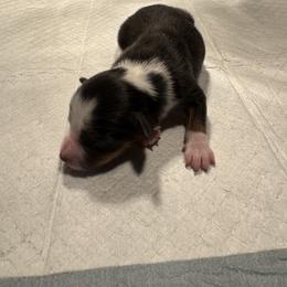 Dancer - Black tri female Toy Australian Shepherd puppy in Menan, Idaho from Teton Toy Aussies