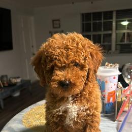 Goldendoodle and Poodle Puppies from Honey Blossom Doodles