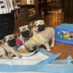 Pug Puppies from 901 Pugs