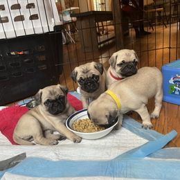 Pug Puppies from 901 Pugs
