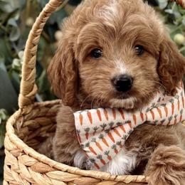 Goldendoodles from The Puppy Nest