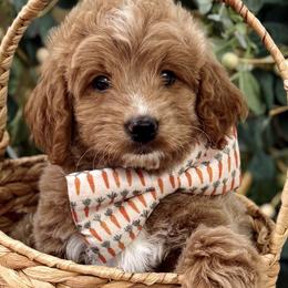 Goldendoodles from The Puppy Nest