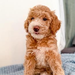 Slinky - Cream male Goldendoodle puppy in Lakeland, Florida from Rolling Oak Doodles