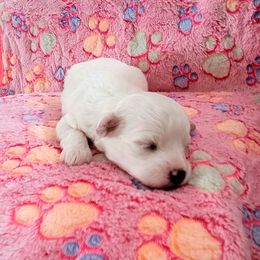 Bichon Frise Puppies from Wonder Bichons