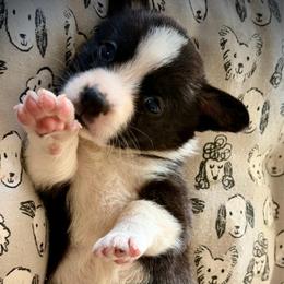 Pistol Princess - Black and white female Cardigan Welsh Corgi puppy in Omaha, Arkansas from DnD Corgis