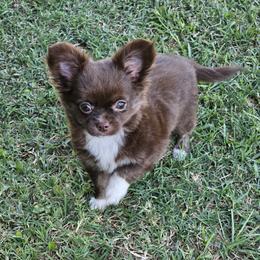 Petra - Chocolate and white female Chihuahua puppy in Robeline, Louisiana from Cane River Chihuahuas