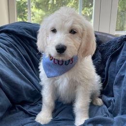 Pinky - Cream female Goldendoodle puppy in Rocky Point, North Carolina from CelticDoods