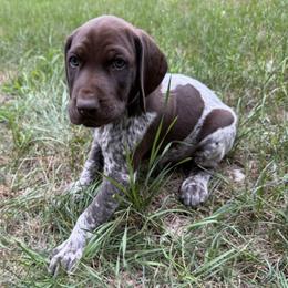 Boy 1 - male German Shorthaired Pointer puppy in Montague, Michigan from Temple Gun Dogs