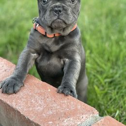 French Bulldog Puppies from French Bulldog Loco