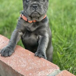 French Bulldog Puppies from French Bulldog Loco