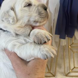 Dachshund and Golden Retriever Puppies from Charmm Dachshunds & English Cream Golden Retrievers