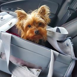 Venice - Yorkshire Terrier