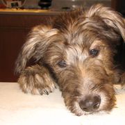 Lurcher and Saluki Puppies from Ashir Kennels