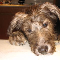 Lurcher and Saluki Puppies from Ashir Kennels