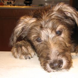 Lurcher and Saluki Puppies from Ashir Kennels