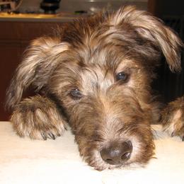 Lurcher and Saluki Puppies from Ashir Kennels