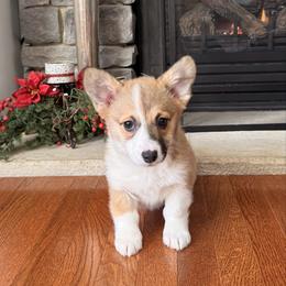 Puppy 2 - Sable female Pembroke Welsh Corgi puppy in Grantsville Md, Maryland from Standing Oaks Kennel