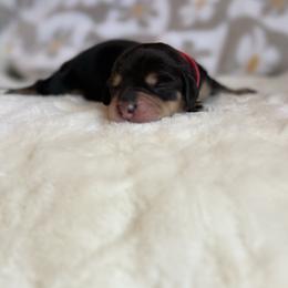 Bob - Black and cream male Dachshund puppy in Morristown, Tennessee from Hillside Hounds